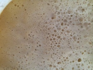 sourdough starter